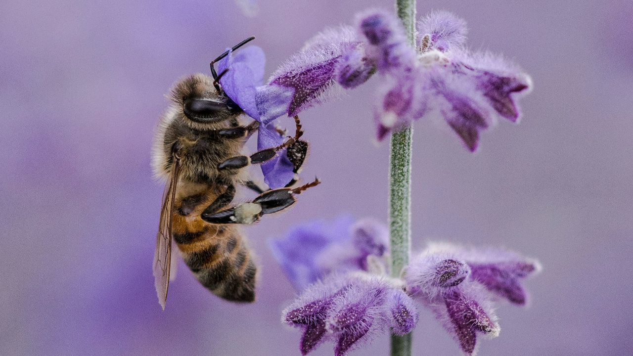 Closeup of a honeybee and a violet flower